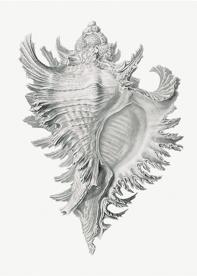 shell marine life illustration